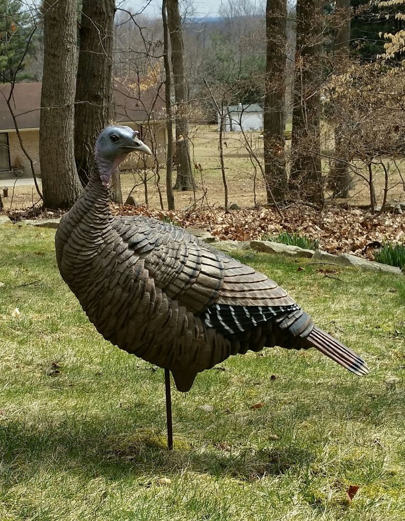 need advice on my turkey decoy setup Archery Talk Forum