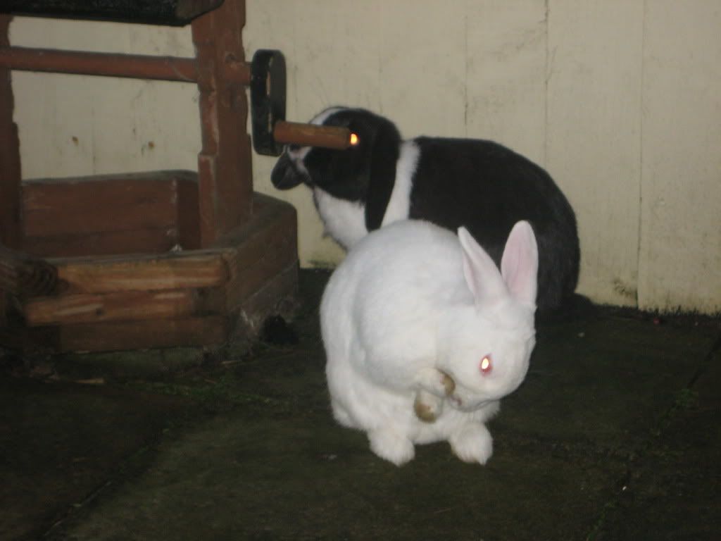 bunniesTrev029.jpg