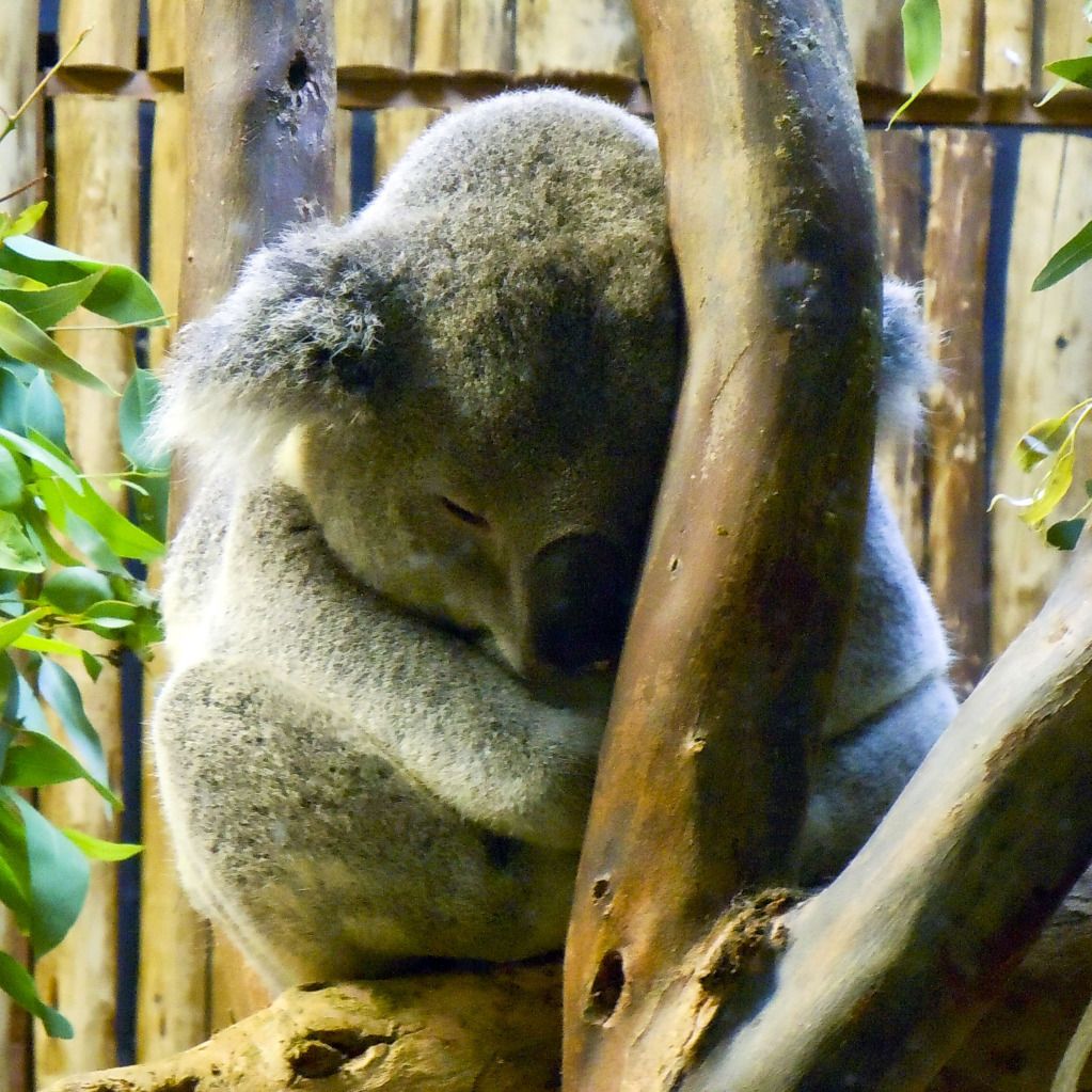  photo koala.jpg