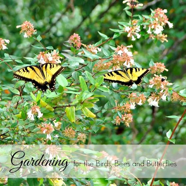 Gardening for Birds, Bees, and Butterflies