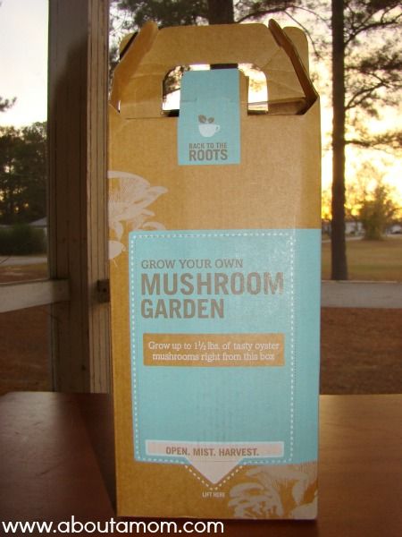 Green Holiday Gift Idea | Grow-Your-Own Mushroom Garden Kit from Back to the Roots