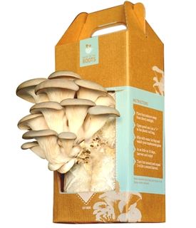 Green Holiday Gift Idea | Grow-Your-Own Mushroom Kit from Back to the Roots