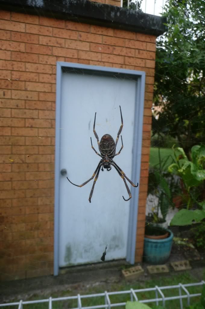 http://i1099.photobucket.com/albums/g389/AceofSky/australian-giant-spider-golden-orb-weaver-1.jpg