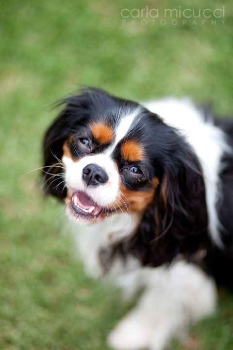 chloe85mm.jpg