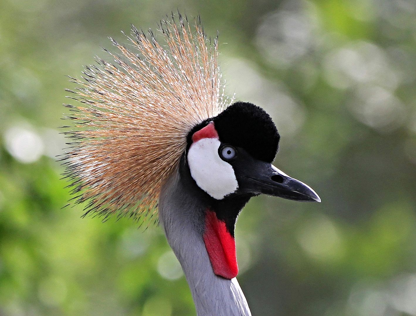 IMAGE: http://i1099.photobucket.com/albums/g390/SquishyFJ/Canon-Labuan-ChineseTemple-BirdZoo1918-1_zps64cf2f1e.jpg