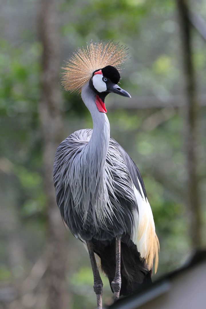 IMAGE: http://i1099.photobucket.com/albums/g390/SquishyFJ/Canon-Labuan-ChineseTemple-BirdZoo1929_zpsdaf5f8a9.jpg