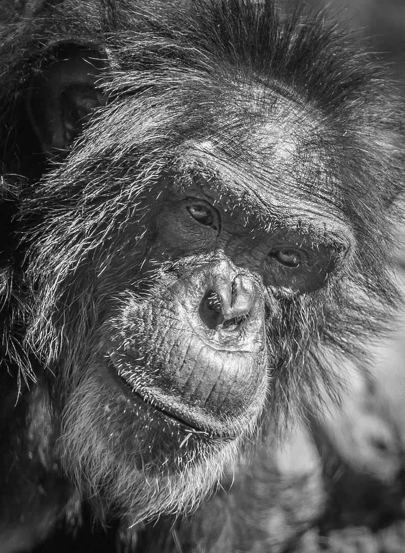 IMAGE: http://i1099.photobucket.com/albums/g390/SquishyFJ/Houston%20Zoo/Thezoo-54_zps0bf505eb.jpg