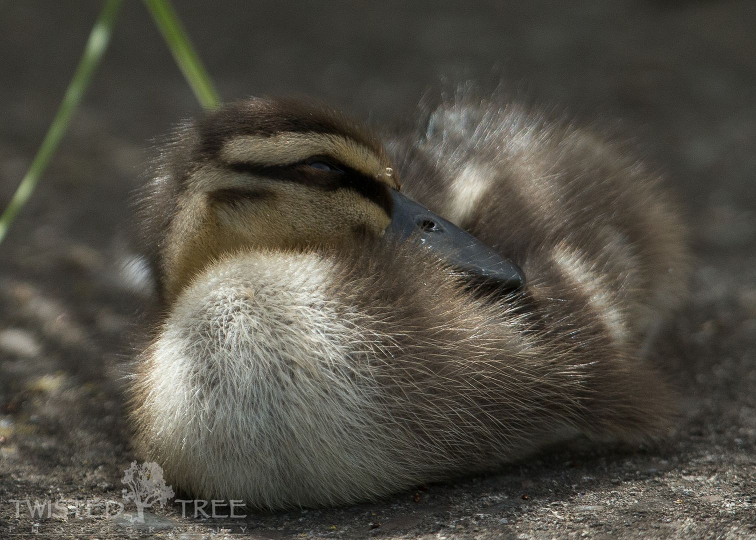 IMAGE: http://i1099.photobucket.com/albums/g390/SquishyFJ/New%20Zealand%20Pictures/Lilypadpond-1-15_zps2693746e.jpg