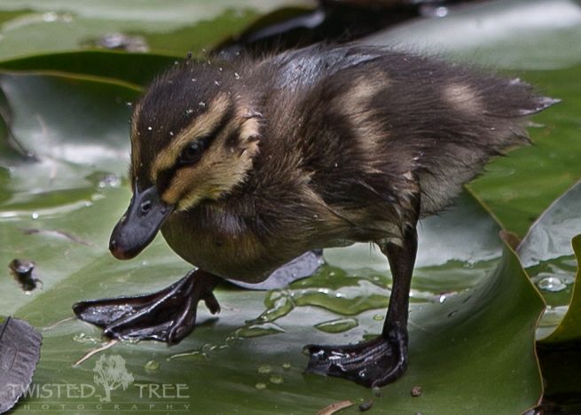 IMAGE: http://i1099.photobucket.com/albums/g390/SquishyFJ/New%20Zealand%20Pictures/Lilypadpond-1-17_zps358e1c96.jpg