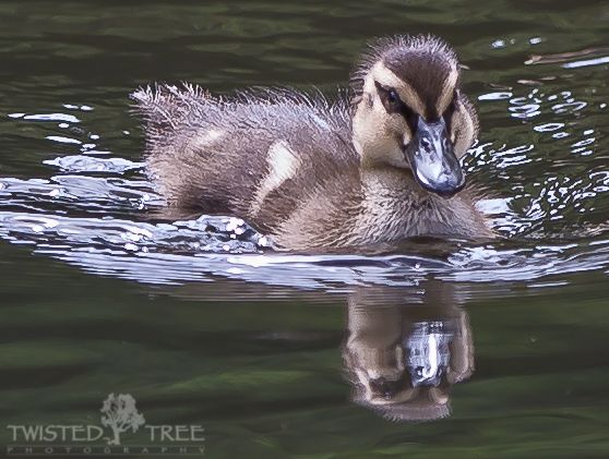 IMAGE: http://i1099.photobucket.com/albums/g390/SquishyFJ/New%20Zealand%20Pictures/Lilypadpond-1-20_zps00bf8dc4.jpg