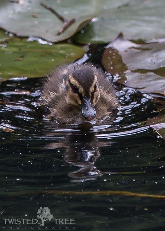 IMAGE: http://i1099.photobucket.com/albums/g390/SquishyFJ/New%20Zealand%20Pictures/Lilypadpond-1-4_zpsa23c480b.jpg