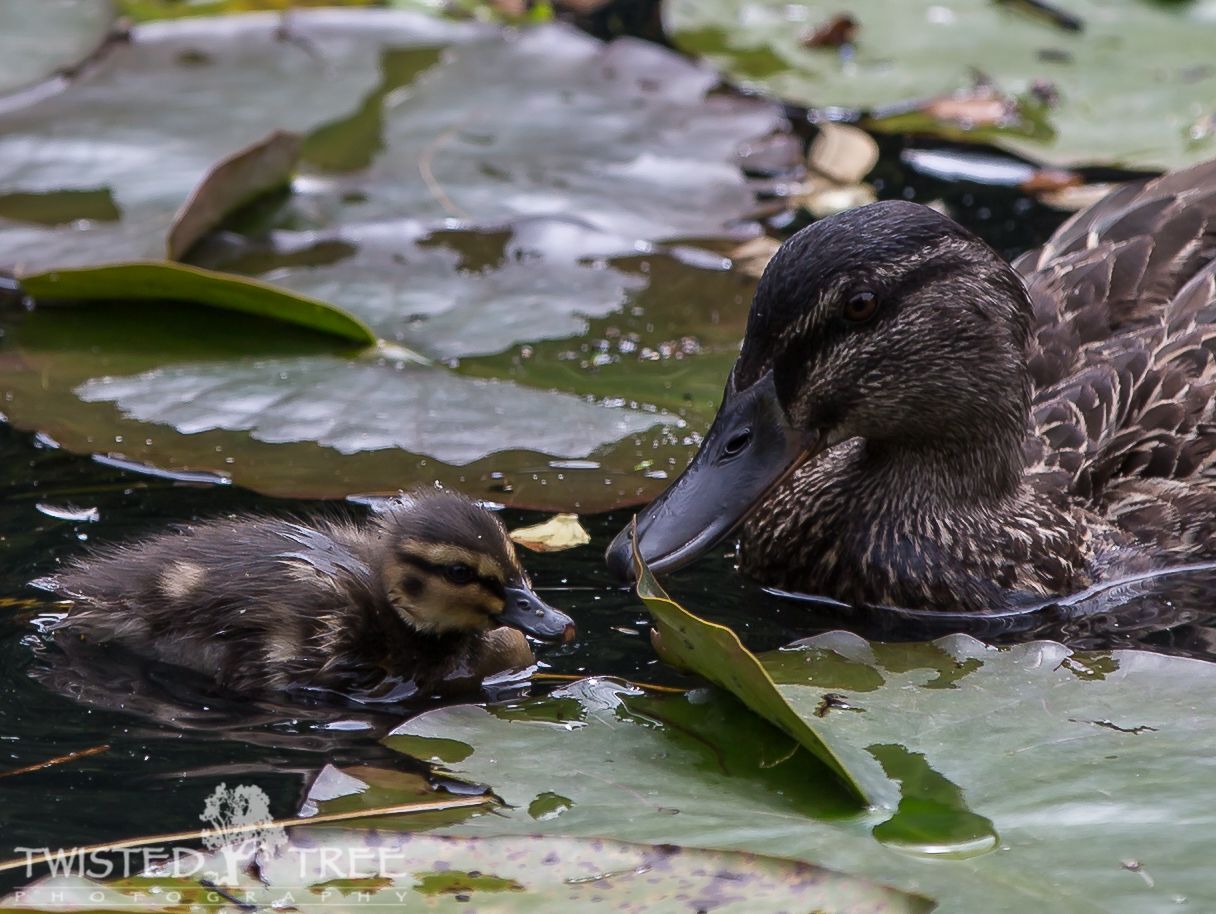 IMAGE: http://i1099.photobucket.com/albums/g390/SquishyFJ/New%20Zealand%20Pictures/Lilypadpond-1-5_zps621da91f.jpg