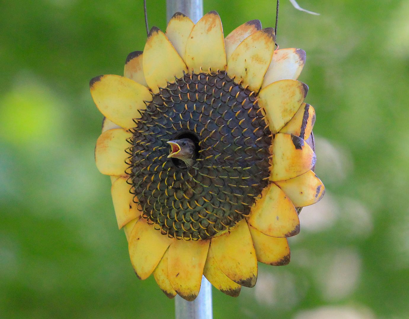 IMAGE: http://i1099.photobucket.com/albums/g390/SquishyFJ/Tammy_pics/Tammyportrait-9_zps43d92551.jpg