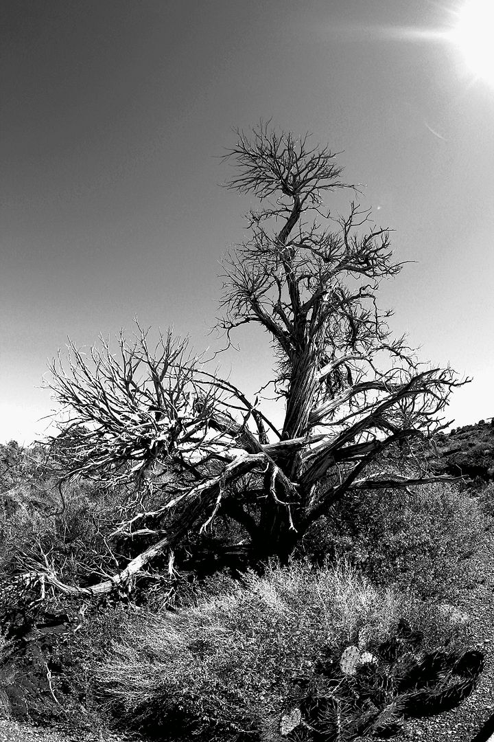 IMAGE: http://i1099.photobucket.com/albums/g390/SquishyFJ/The%20Epic%20Adventure/e94d0277-68f0-4755-b078-21ae6e779b73_zps27c16ac6.jpg