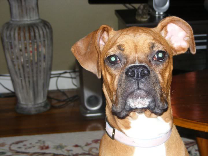 Natural Ear Taping Page 2 Boxer Breed Dog Forums