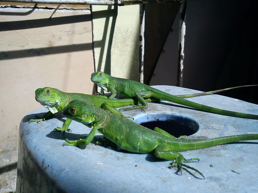 iguana kaskus