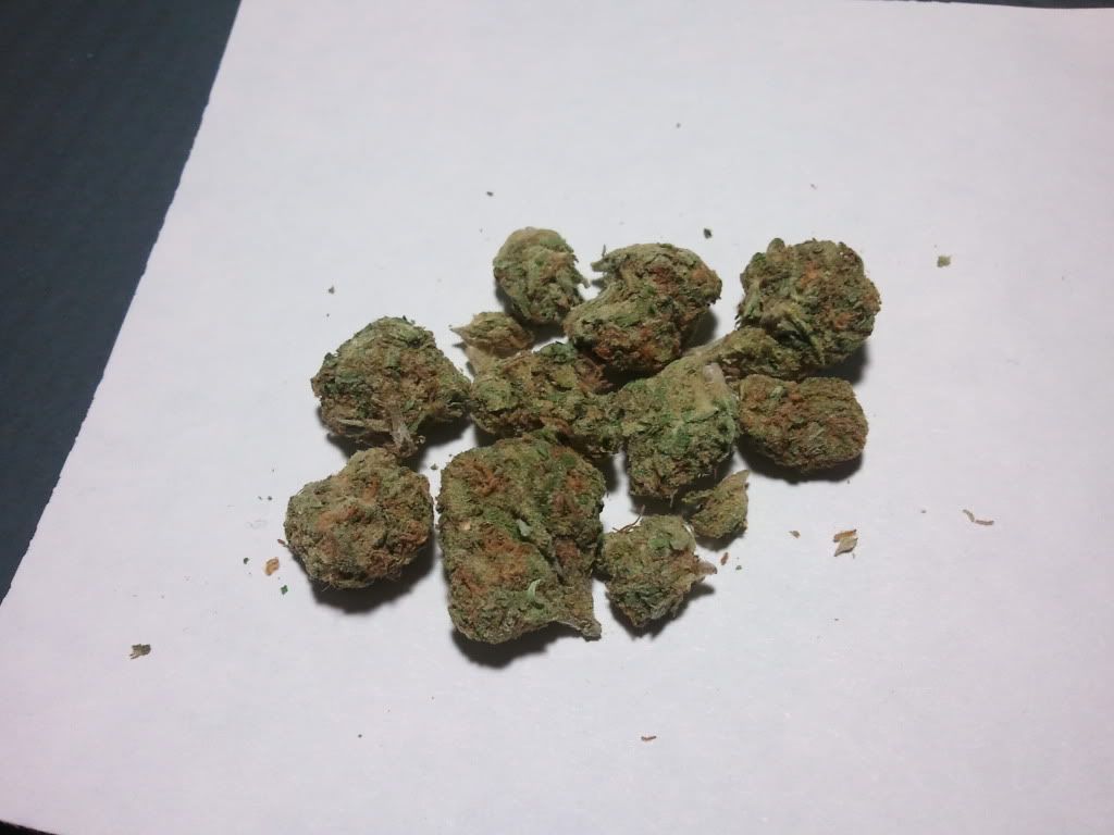 Weed that smells like Kush...and poop Grasscity Forums The 1