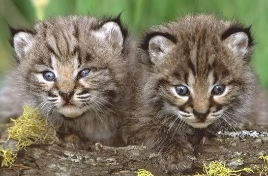 Baby-Cougar-Cubs.jpg