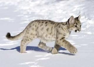  photo imagejpg1_zps291e5afe.jpg