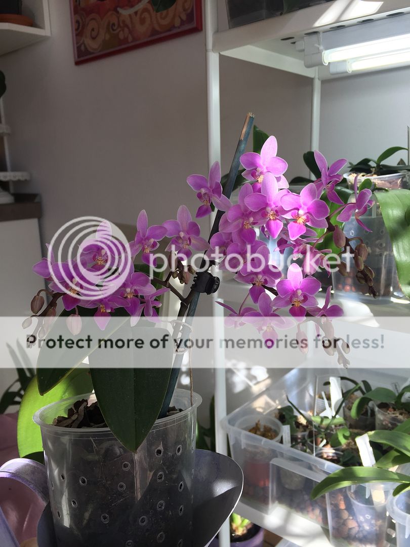 Phalaenopsis "Graz"