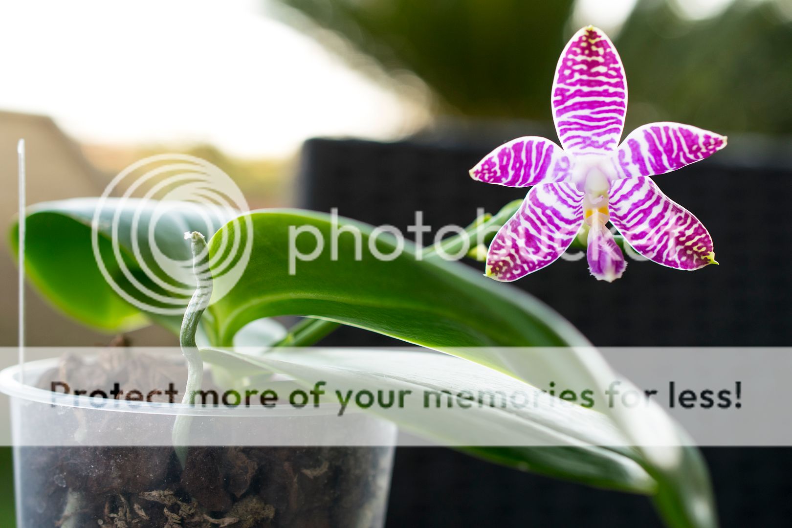Phalaenopsis Tetrasambo white x Lueddeviolacea