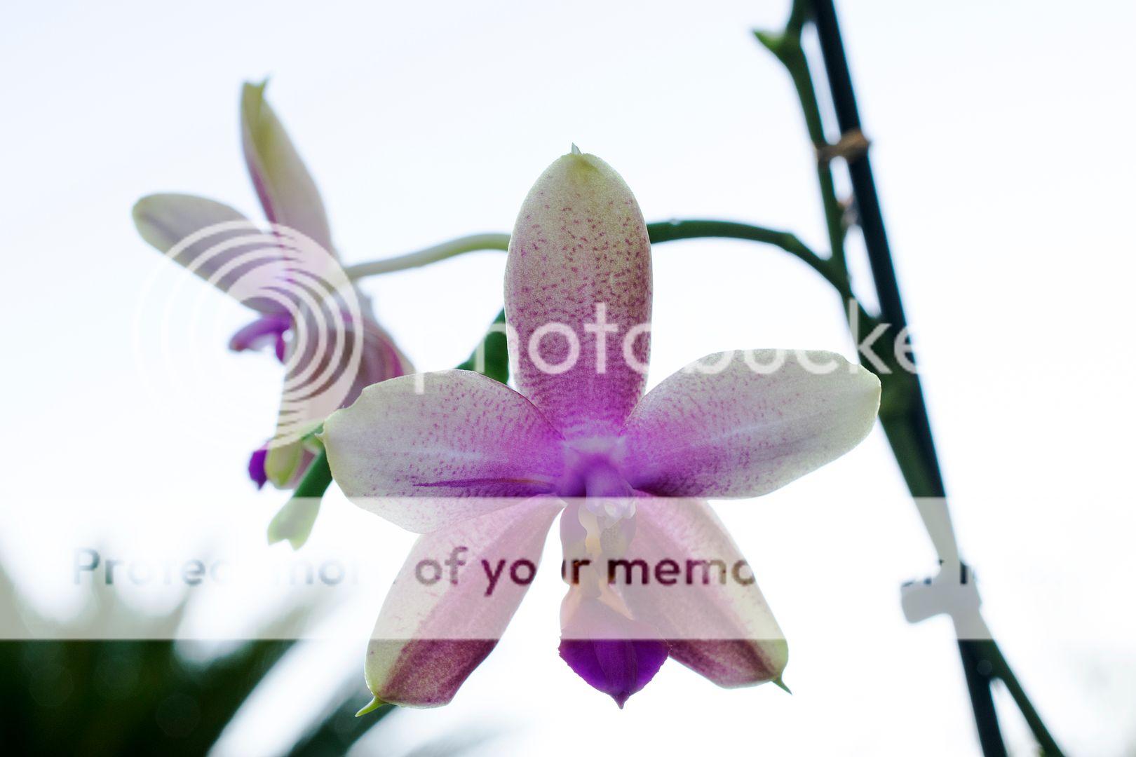 , Phalaenopsis Liodoro, diarid&#039;orchidee