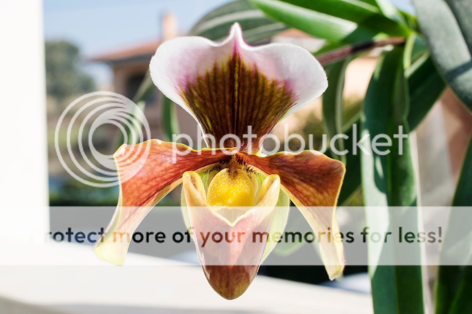 , Paphiopedilum ibrido americano, diarid&#039;orchidee