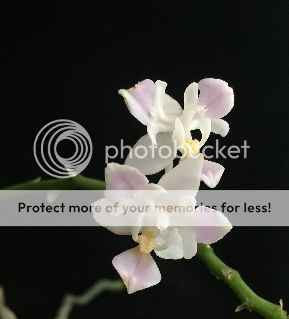 Phalaenopsis equestris semi-alba tri lips