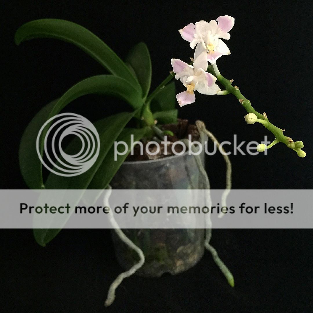 Phalaenopsis Equestris Alba (Tri-Lips)