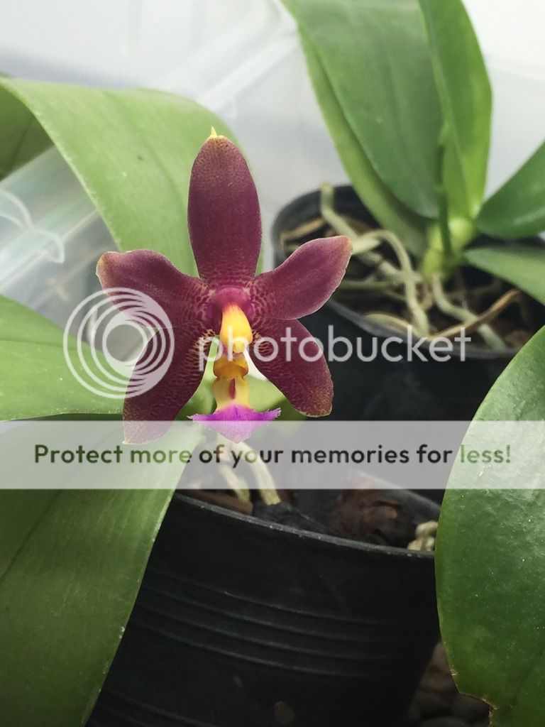 , Phalaenopsis Mannii dark x Bellina, diarid&#039;orchidee