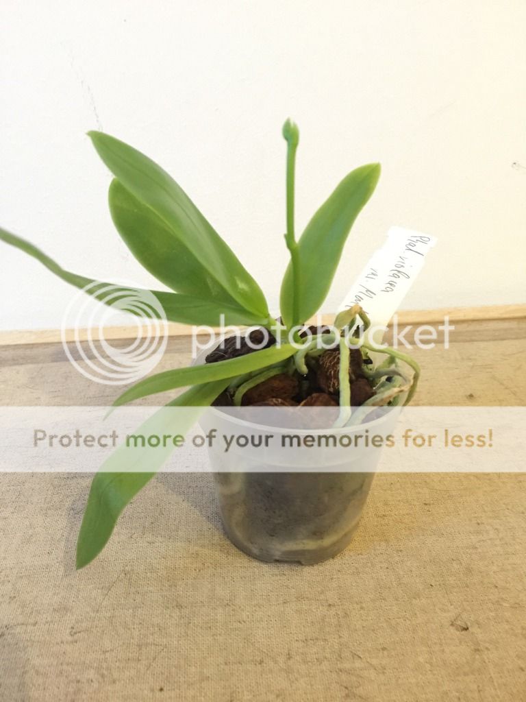 , Phalaenopsis Violacea var. Mentawi, diarid&#039;orchidee