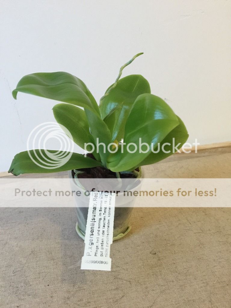 , Phalaenopsis Gersenii, diarid&#039;orchidee