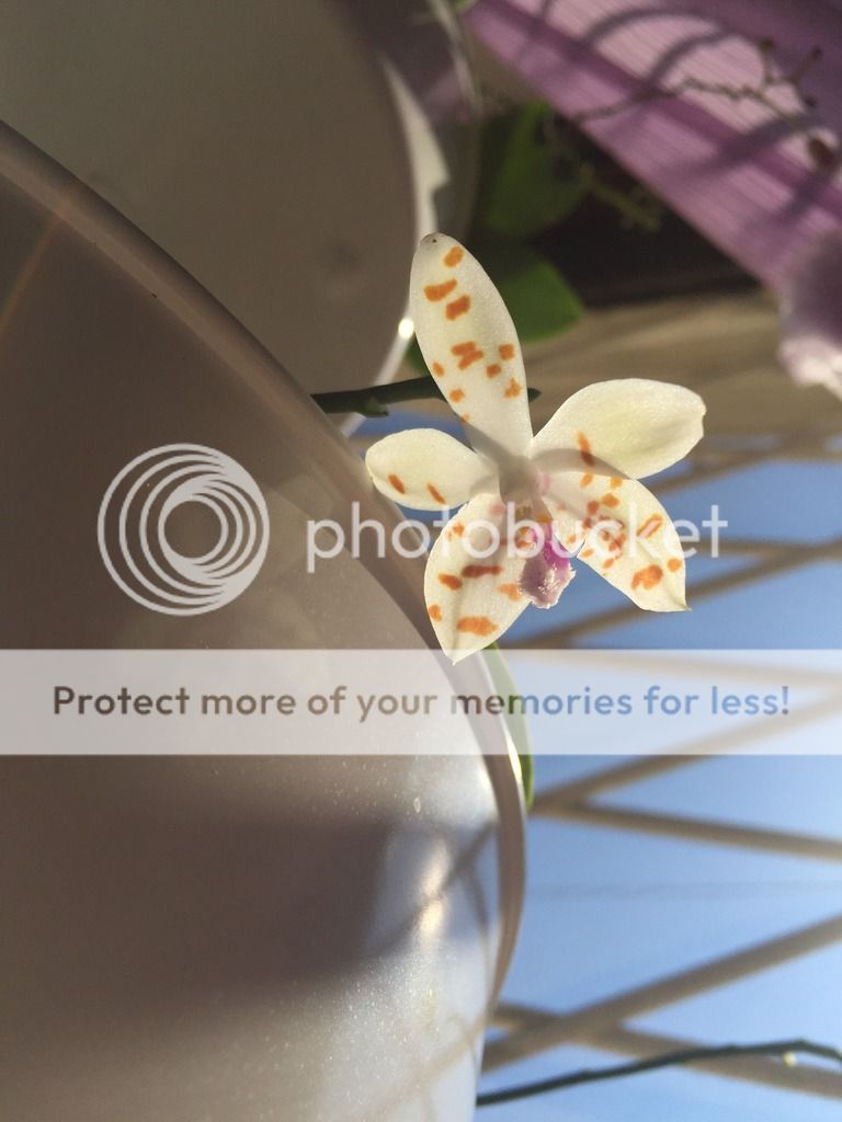 Phalaenopsis Tetraspis x Mariae