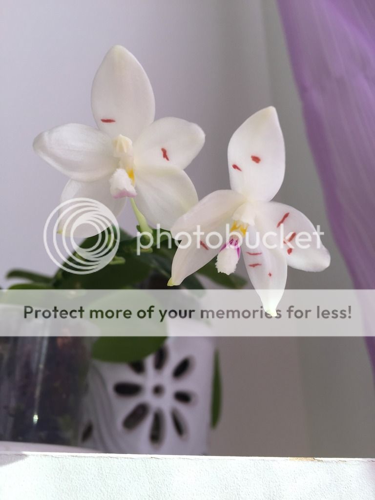, Phalaenopsis Tetraspis, diarid&#039;orchidee