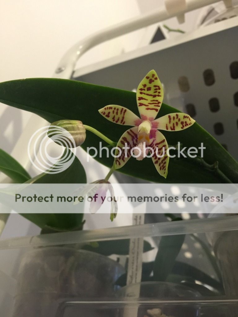 , Phalaenopsis Cornigiana, diarid&#039;orchidee