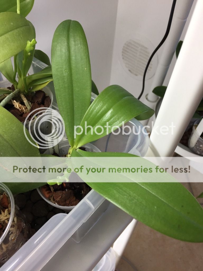 Phalaenopsis Cornu-Cervi 