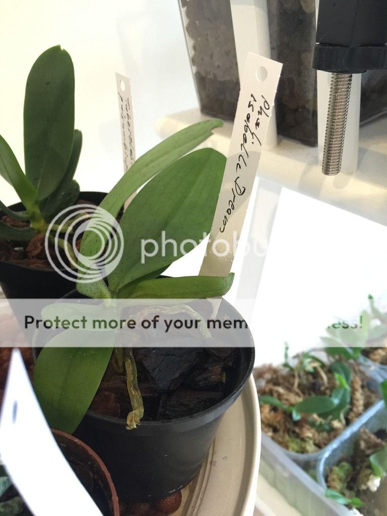 Phalaenopsis Isabelle Dream (mannii x wilsonii)