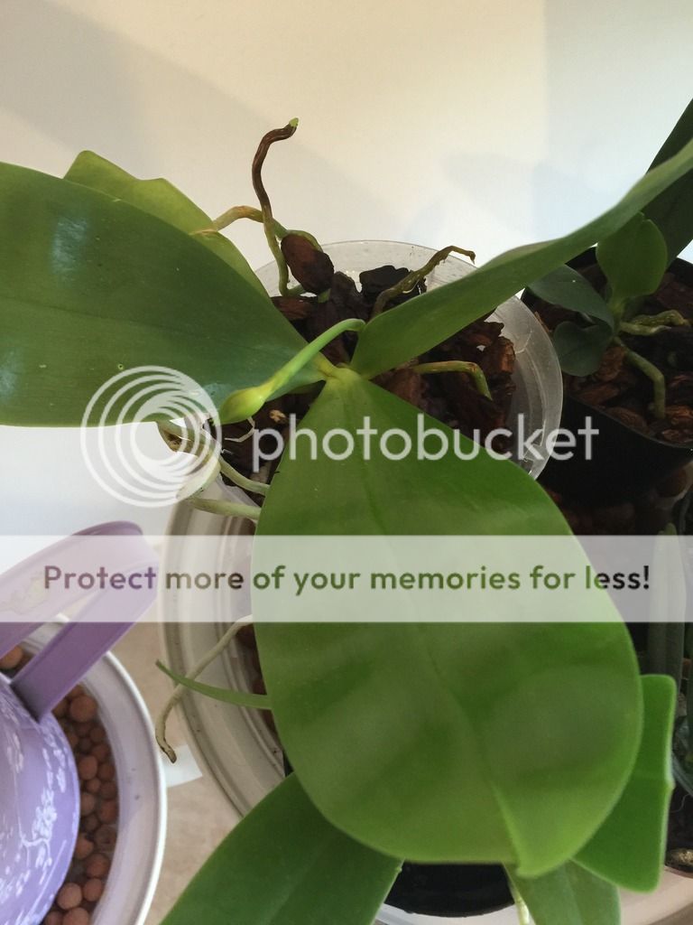 , Nuovi Arrivi &#8211; Elsner Orchideen, diarid&#039;orchidee