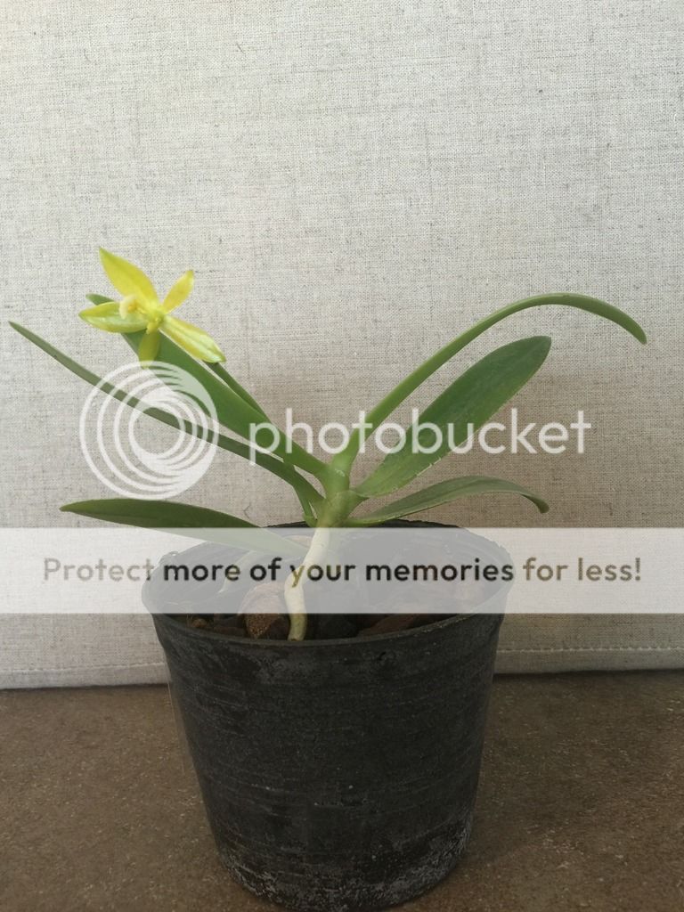 , Nuovi Arrivi &#8211; Thailandshome, diarid&#039;orchidee