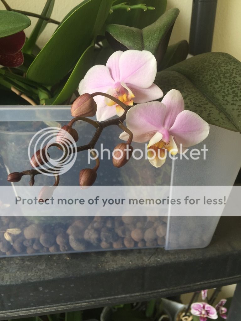 Phalaenopsis Pinlong Cheries fioritura fiore orchidea ibrido