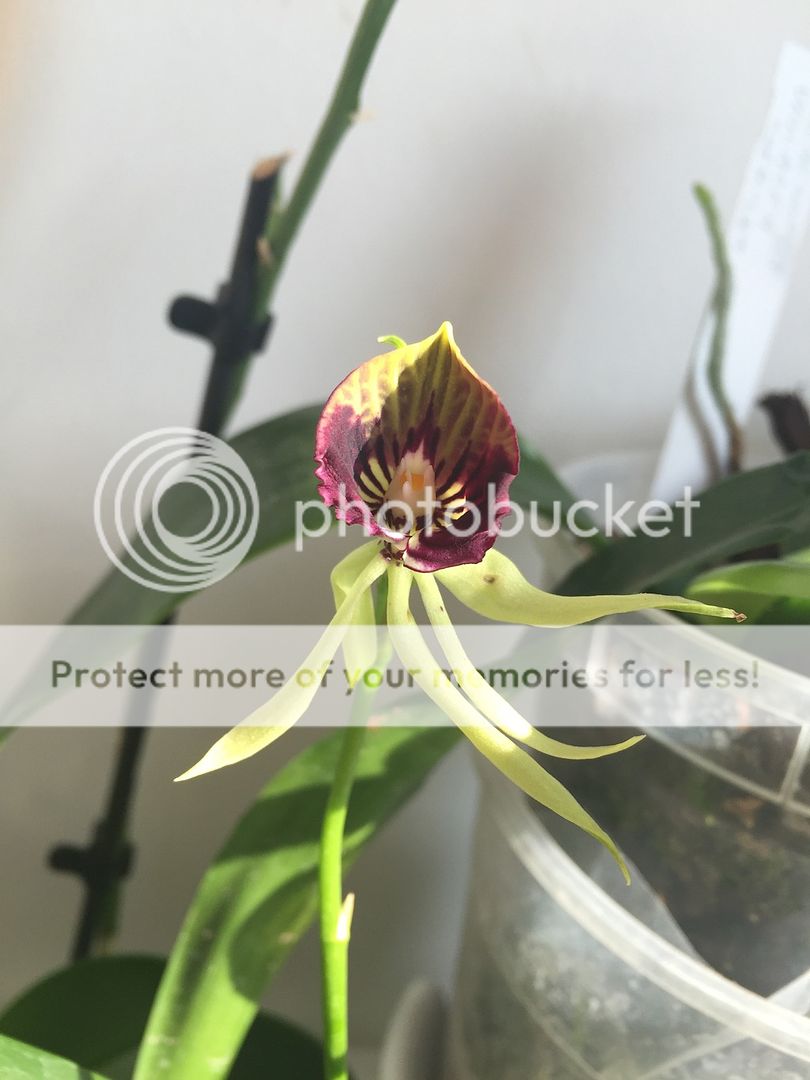 fioritura di encyclia cochleata orchidea polipo