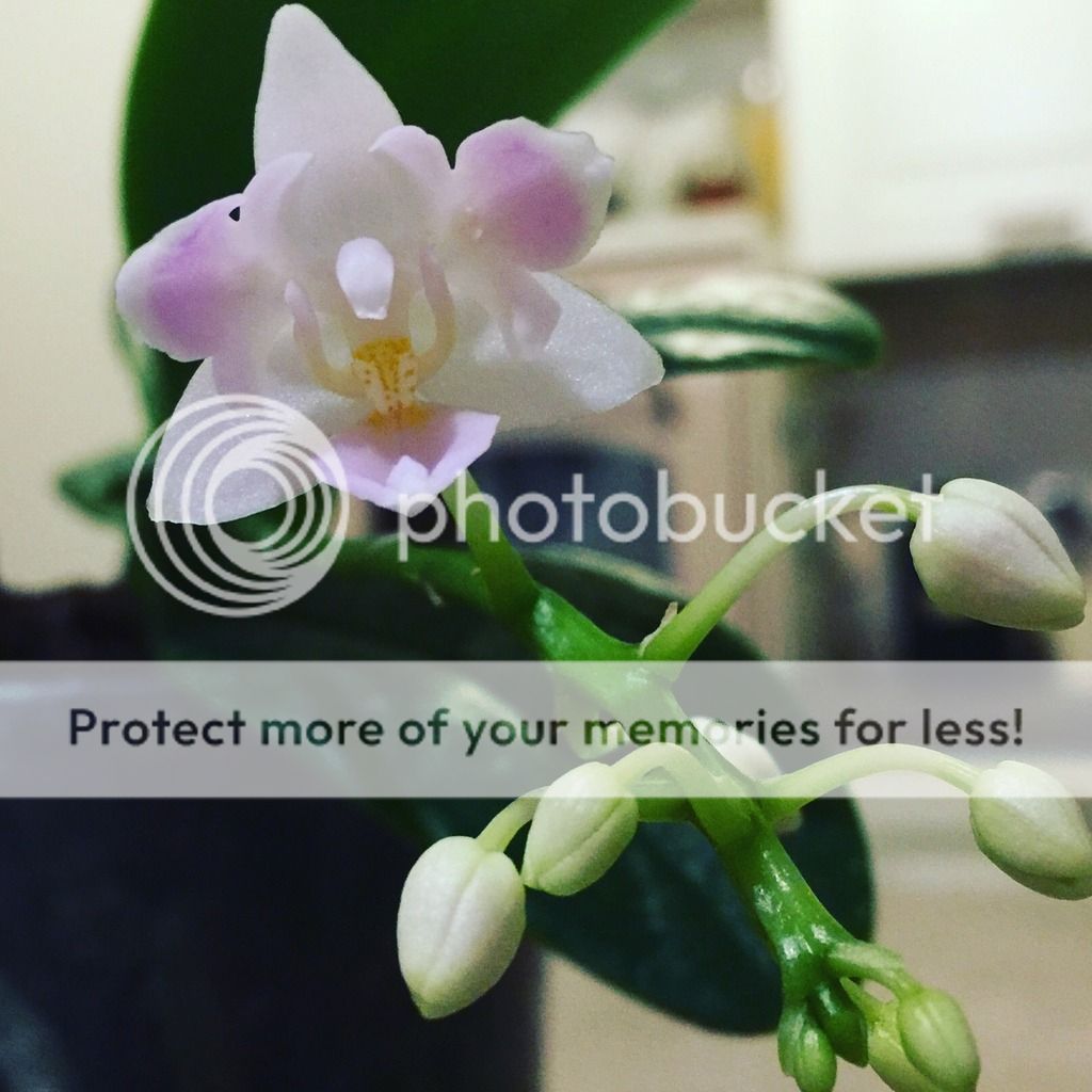 Phalaenopsis Equestris Alba (Tri-Lips) fioritura pelorica
