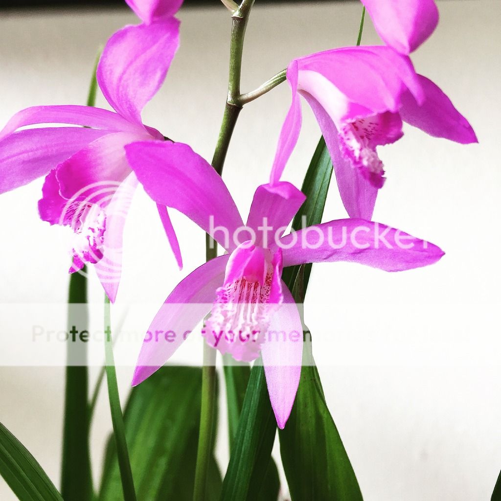 , Bletilla Striata, diarid&#039;orchidee