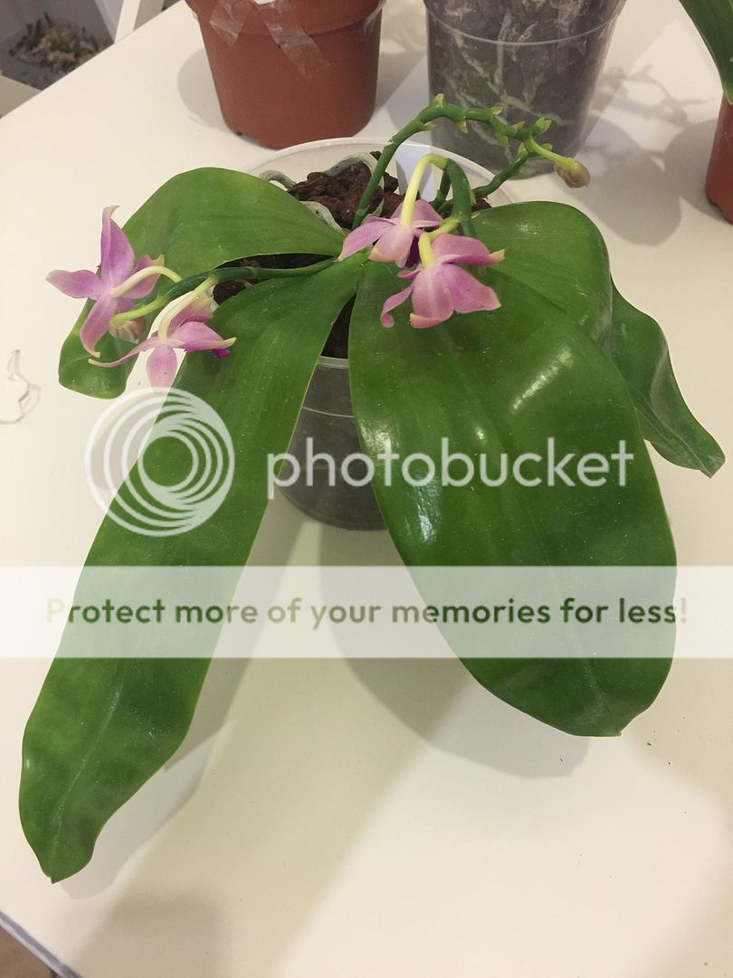 Phalaenopsis Fimbriata x Malasya Ibrido primario fioritura