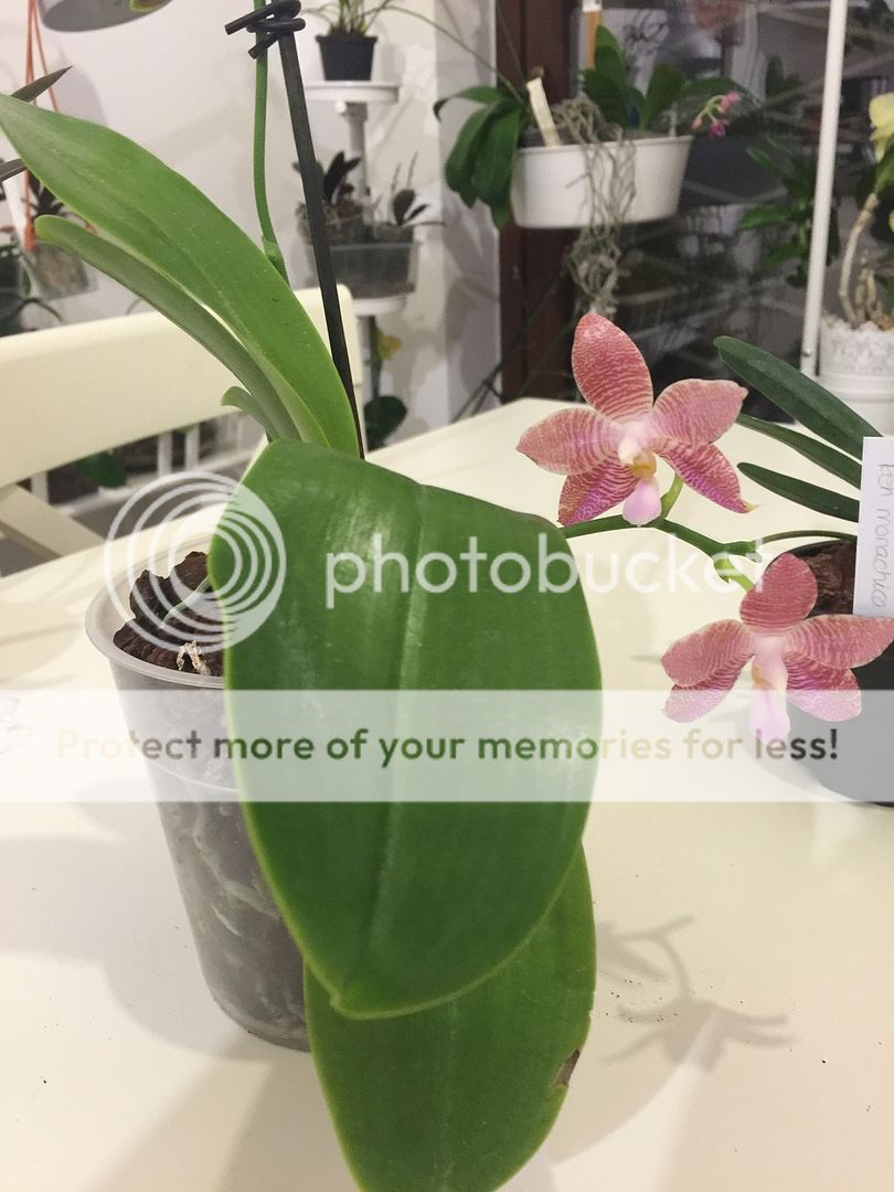 fiori phalaenopsis ibrido stelo floreale