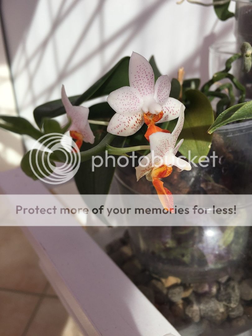 Fioritura Phalaenopsis Mini Mark