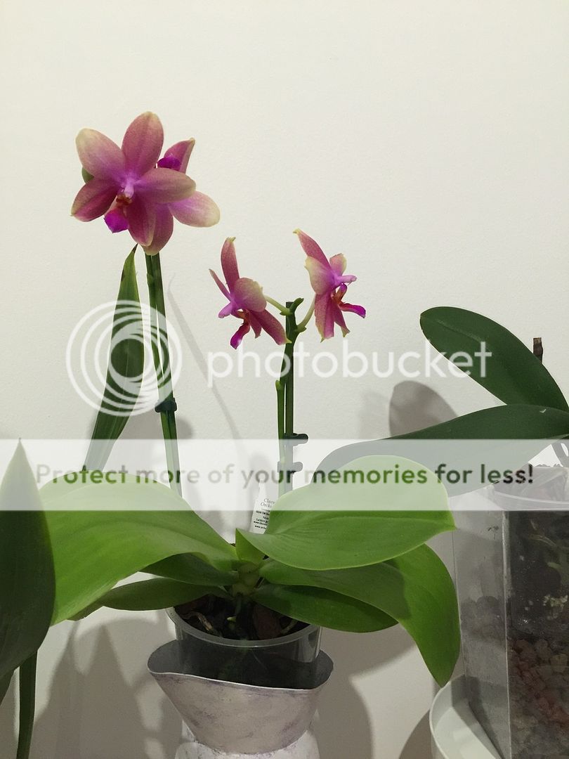 Hybrid phal liodoro Phalaenopsis bloom