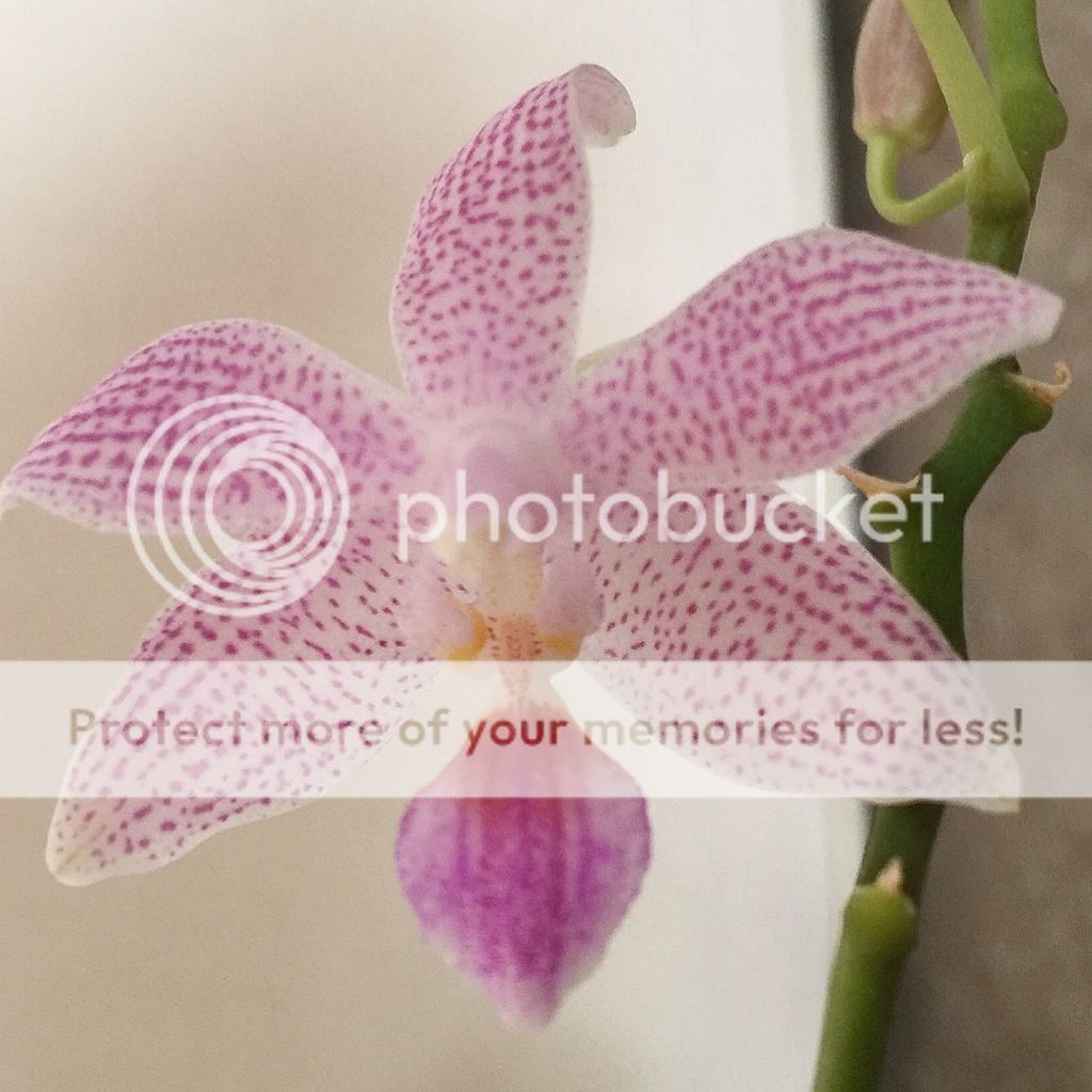 Phalaenopsis Speciosa x Lindenii Fioritura