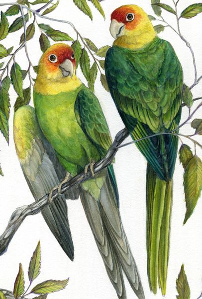 photo carolina_parakeet_by_windfalcon-d4rpzff_zpse774c343.jpg