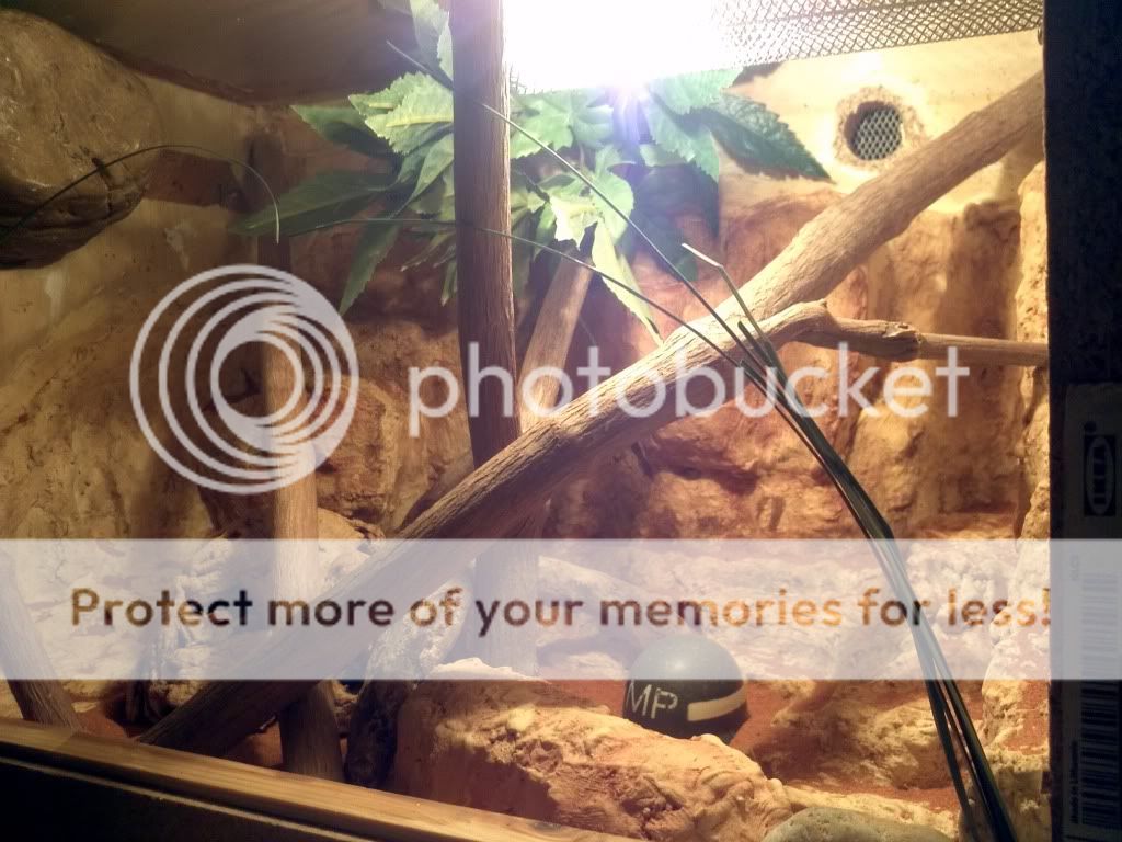 is my Crocodile/Moorish/Wall gecko setup ok? | Reptile Forums